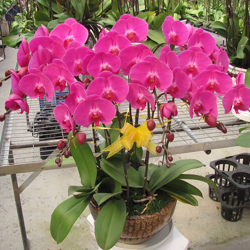 雅藝花卉