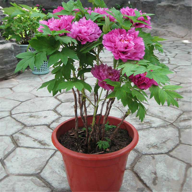 雅藝花卉