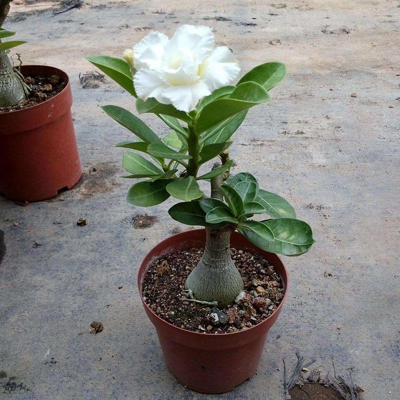 雅藝花卉