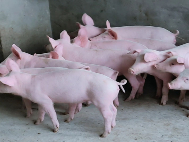 中科金牧飼料
