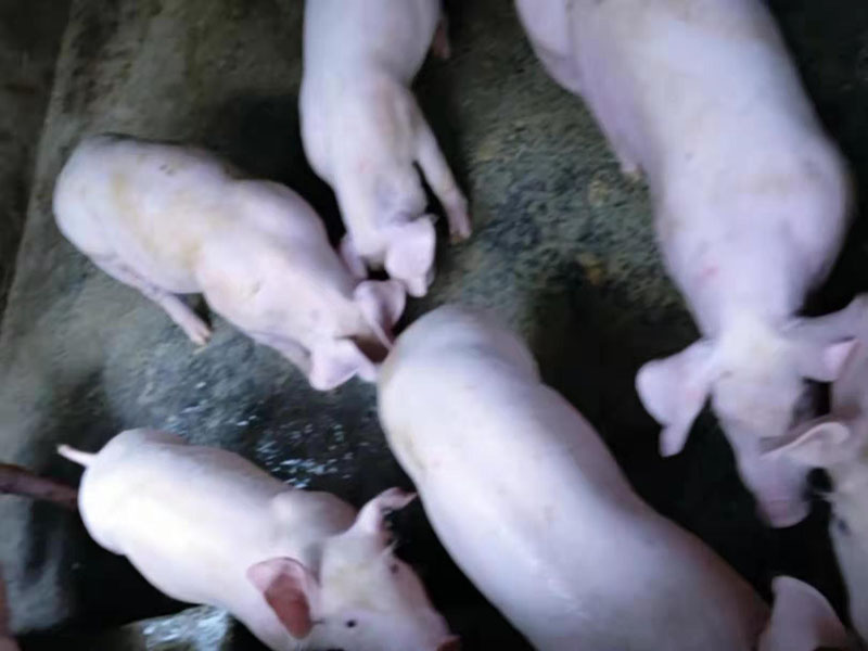 中科金牧飼料